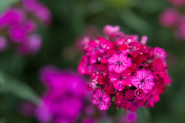 pink flowers of garden carnation close-up. Beautiful summer background