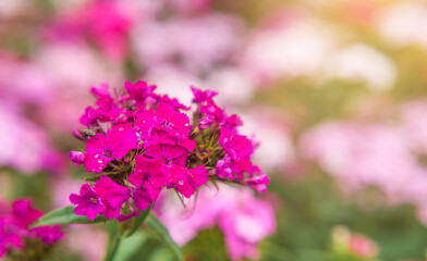 pink flowers of garden carnation close-up. Beautiful summer background