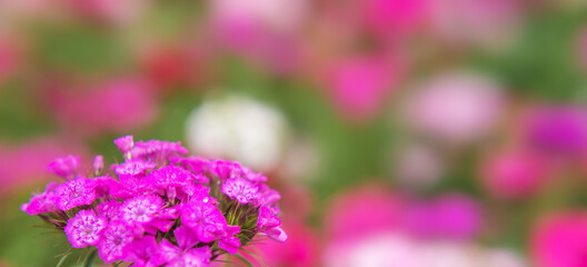 pink flowers of garden carnation close-up. Beautiful summer background