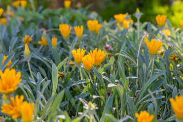 Obraz premium YELLOW FLOWERS