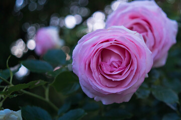 Straight view of a pink rose on the shrub.