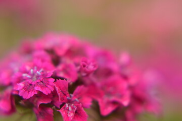 Close-up of a pink garden carnation. Macro photo of summer flowers