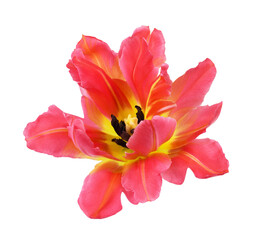 Coral tulip flower