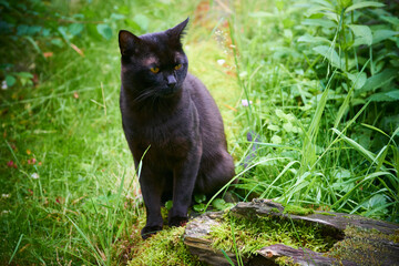 Naklejka na ściany i meble Black Cat With Yellow Eyes Across Green Lawn on Hunt