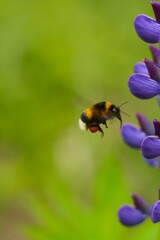 A fluffy bumblebee flies up to the blue lupine flowers on the field. Macro