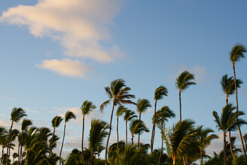 Fototapeta na wymiar Group of wind-shaken palms