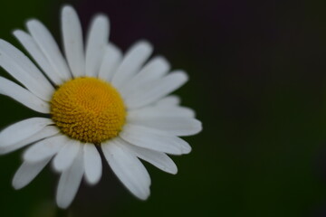 Obraz premium Chamomile with a yellow center and white petals on a dark background