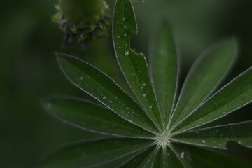 Naklejka na ściany i meble Green lupine leaves with raindrops on them