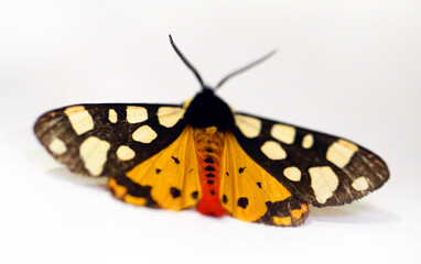 Fototapeta na wymiar Photo macro of a beautiful moth