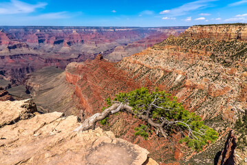 A wind-bent tree overhanging chasm at Yaki Point on the South Rim of the Grand Canyon, Arizona in...