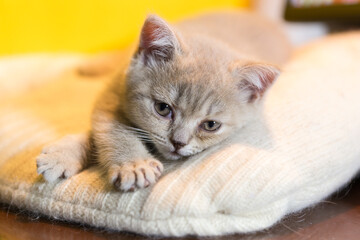 Portrait of a small smoky kitten of the British Shorthair breed on a knitted blanket. The animal looks at the camera