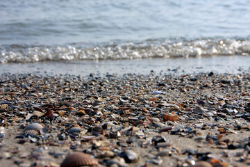 Fototapeta na wymiar Shells in the sand, Fohr Island, UNESCO World Heritage Site Wattenmeer, Germany, Europe