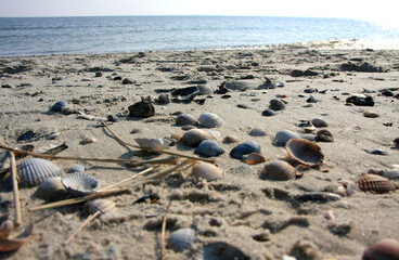 Shells in the sand, Fohr Island, UNESCO World Heritage Site Wattenmeer, Germany, Europe
