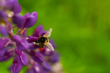 Closeup of a fluffy bumblebee on purple lupine flowers. Macro