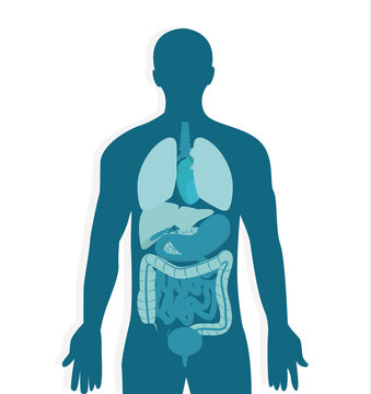 Human Body Anatomy. Vector Image Of Male Internal Organs In Blue Colors