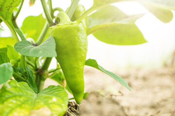 Small green pepper grows on a branch in a greenhouse. The concept of growing vegetables.