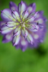 Close-up, top view of a white-violet lupine flower. Green field blurred background