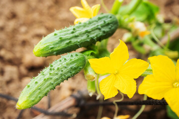 A small cucumber grows on a branch in a greenhouse. Flowers of cucumbers. The concept of growing vegetables.
