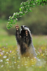 European badger, Meles meles, sniffs at branch about bird nests. Cute wild animal in flowered meadow during fresh summer rain. Wildlife scene from nature. Black and white striped forest beast. © Vaclav