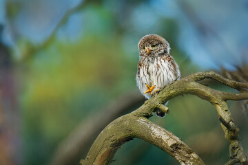 Eurasian Pygmy-Owl - Glaucidium passerinum sitting on the branch with the prey in the forest in summer. Small european owl with the green background