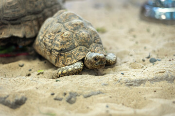 Close up turtle on the sand, selective focus.