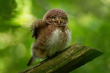 Eurasian Pygmy-Owl - Glaucidium passerinum sitting on the branch and looking for the prey in the forest in summer. Small european owl with the green wood background