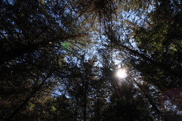 Silueta arboles