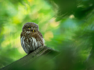Eurasian Pygmy-Owl - Glaucidium passerinum sitting on the branch and looking for the prey in the forest in summer. Small european owl with the green wood background