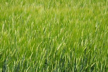 Field of green, unripe Barley, Hordeum vulgare, natural background