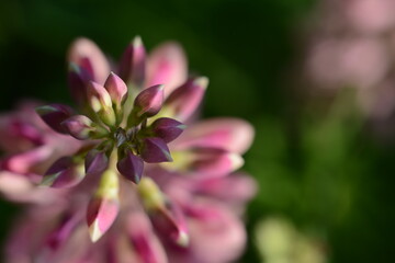 Obraz premium Top view of pink beautiful flowers of wild lupine, background blurred, macro