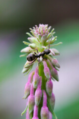 Ant sitting on a flower in a close up photo