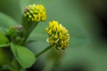 Fototapeta premium Macro photograph of yellow flower