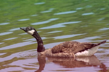 Obraz premium Goose on the Water