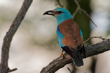 European Roller - Coracias garrulus is flying blue bird breeding in Europe, Middle East, Central Asia and Morocco, found in a wide variety of habitats, it typically nests in tree holes