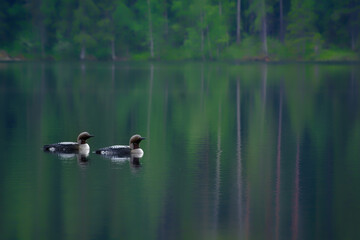 Two Arctic Loons on beautiful lake in Finland in the morning. Also called Black-throated loon (Gavia arctica), Black-throated diver, migratory aquatic bird found in the northern hemisphere