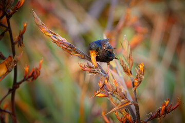 European Starling - Sturnus vulgaris pollinating the australian flowers. European bird introduced to Australia, New Zealand, South America, North America, Asia