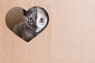 A gray little kitten peeks out of brown cardboard box. Close-up.