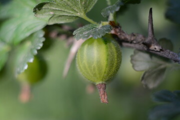 Gooseberries with green leaves closeup in the summer garden
