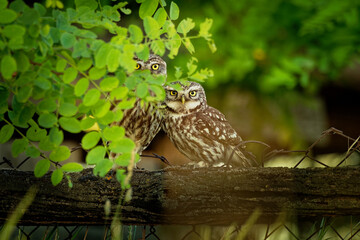 Hidden cuddling pair of Little Owls (Athene noctula) perched on the fence close up enlightened by evening sun. Bird love