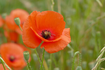 Fototapeta premium Gaj unosi się w powietrzu w kwiat maku