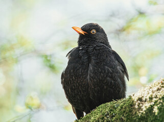 Amsel im sonnigen Baum