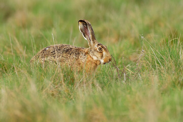 Naklejka na ściany i meble Brown Hare - Lepus europaeus, European hare, species of hare native to Europe and parts of Asia. It is among the largest hare species and is adapted to temperate, open country. Hares are herbivorous.