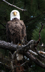 Bald eagle perched in pine tree (facing forward)