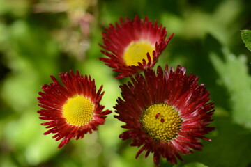 Top view of red-yellow daisies in an open-air garden. Macro