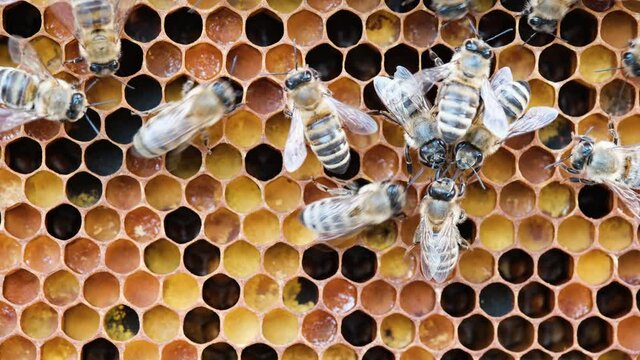 Honeycomb with colorful perga. Honeycomb with bee bread. Bees pack honeycomb with bee bread. Medicinal properties of bee bread. Apitherapy.