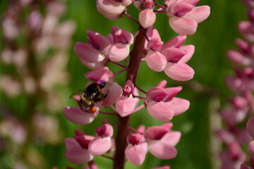 Bumblebee collects nectar on a pink lupine in summer