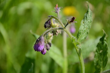 Purple flowers of the symphytum in summer green grass