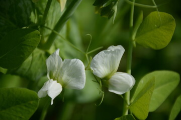 Close-up of white pea flowers in green leaves in the summer on a bed