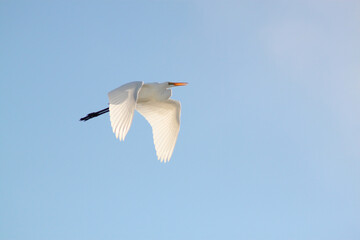 Great egret in flight in the clear blue sky