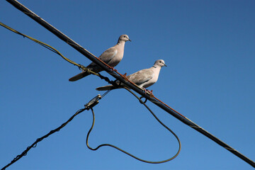 Mourning doves perched on electrical wires